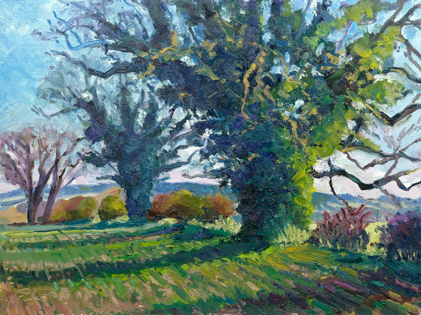 Two Oaks, Afternoon Light